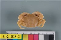 藏品(絨毛近方蟹)的圖片